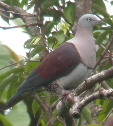Ducula zoeae